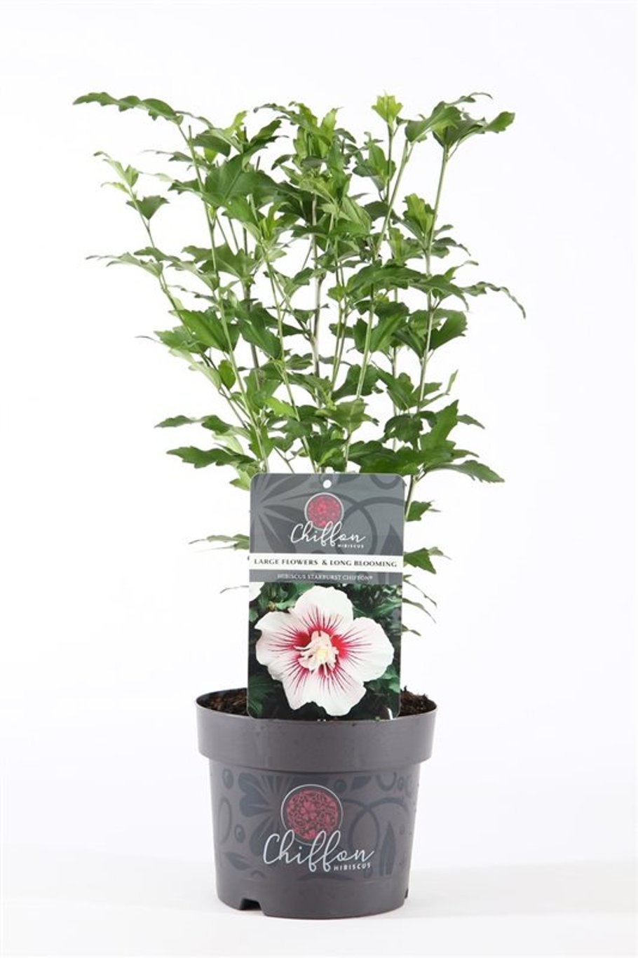 Hibiscus syr. 'Starburst Chiffon' - C3